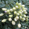 frutos con semillas de murraya koenigii