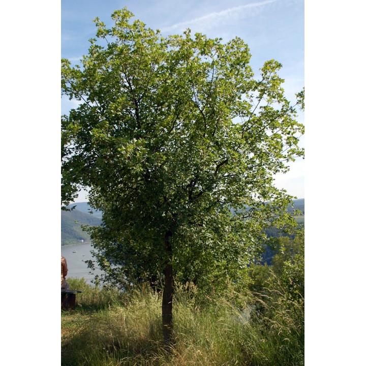 Semillas de Acer monspessulanum, el Arce de Montpellier para sembrar