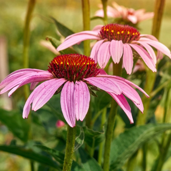 Semillas de Equinácea púrpura (Echinacea purpurea)