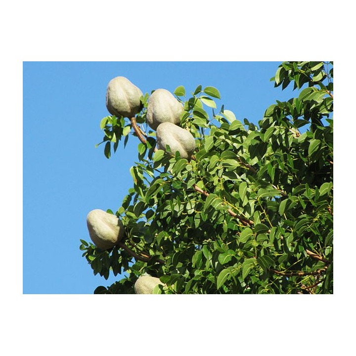 Caoba swietenia mahagoni semillas