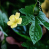 Momordica charantia flor