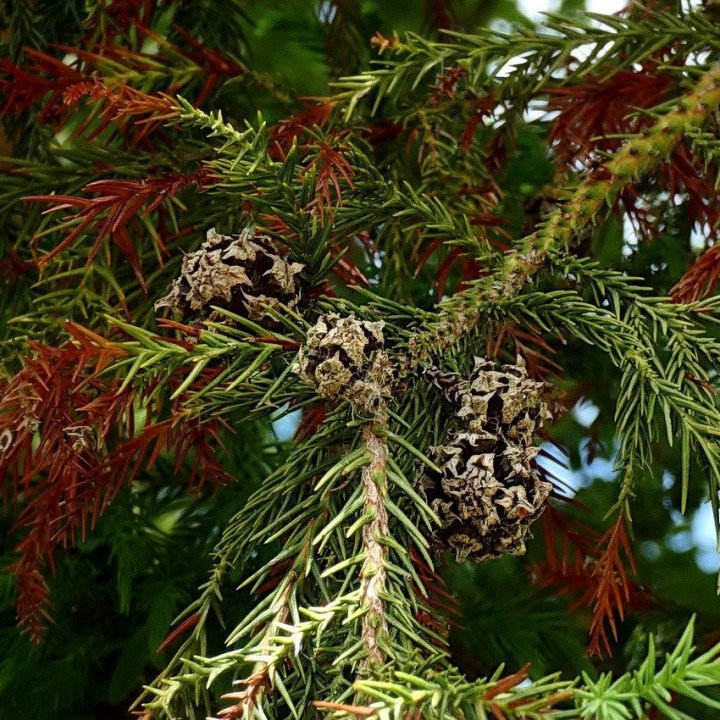 semillas de cedro japones Cryptomeria japonica criptomeria en semilla