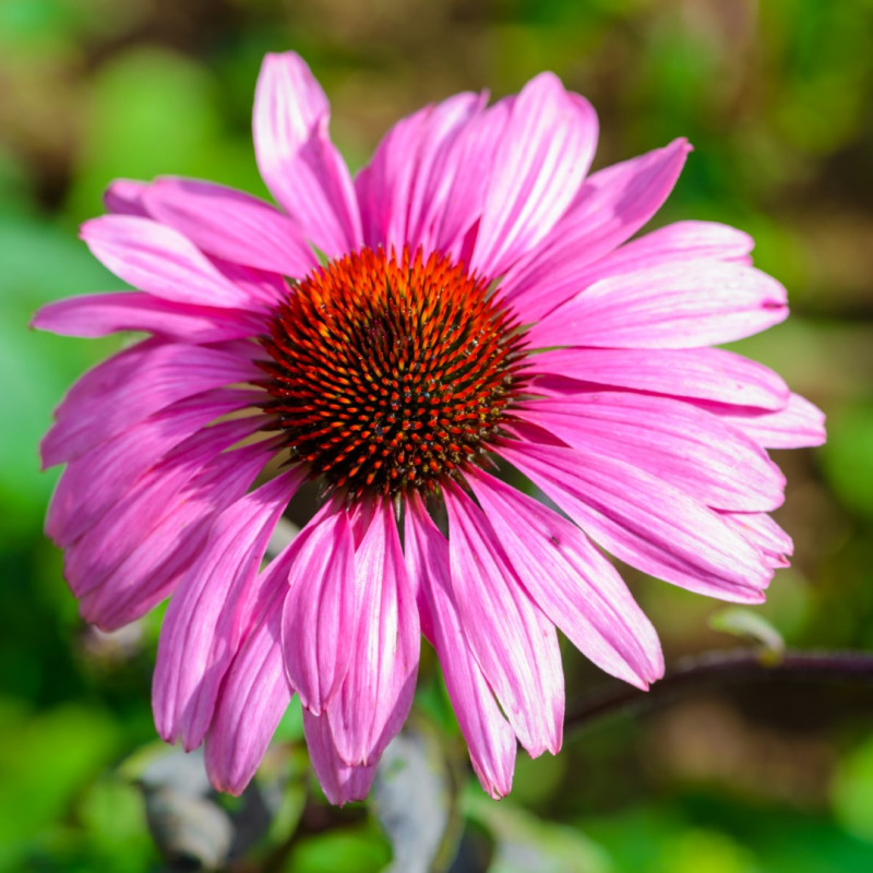 Semillas de Equinácea púrpura (Echinacea purpurea)