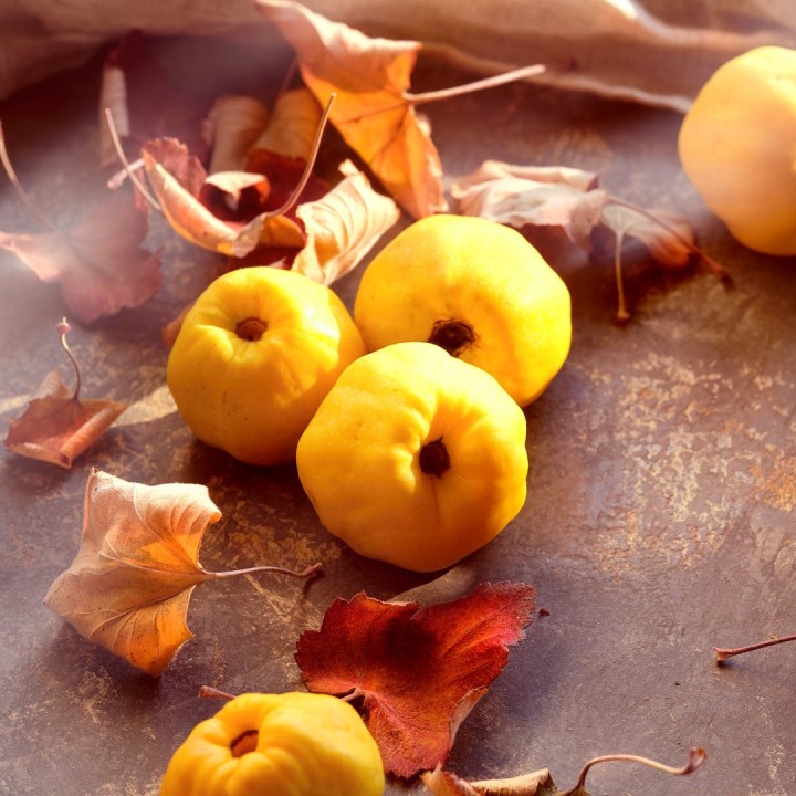 semillas de membrillo japones chaenomeles japonica comprar bonsai