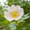 Escamujo rosa canina semillas flor blanca