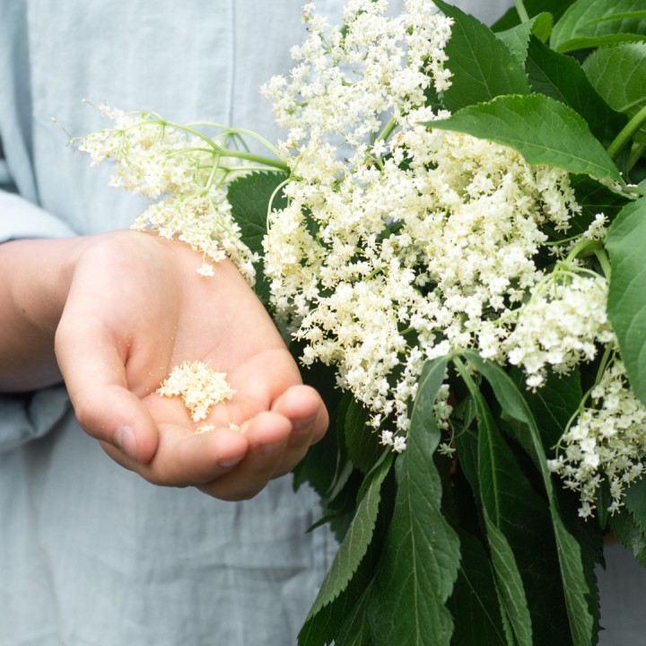 Semillas de Sauco negro (Sambucus nigra)