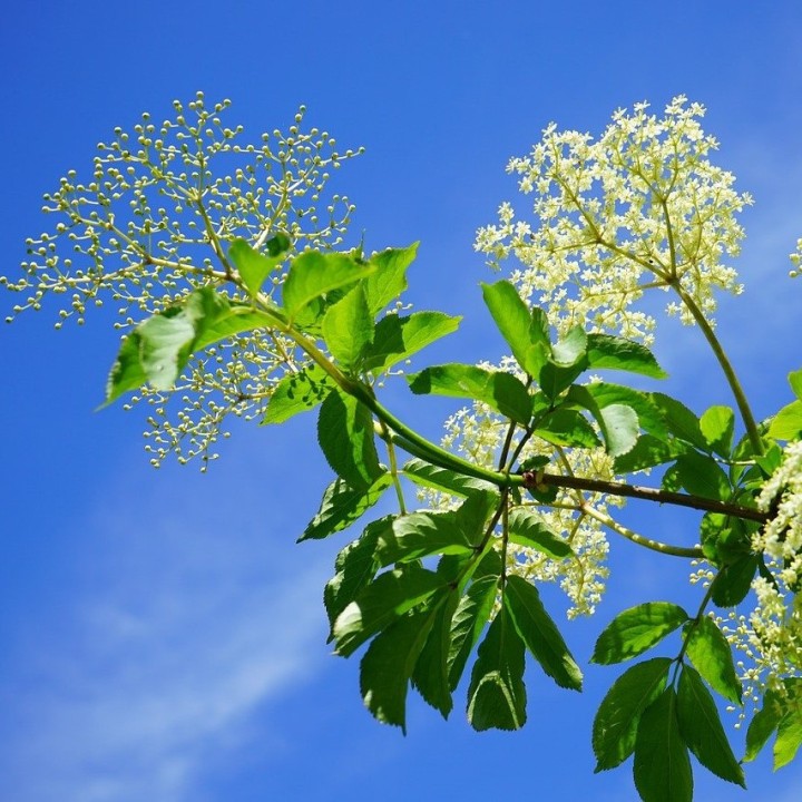 Semillas de Sauco negro (Sambucus nigra)
