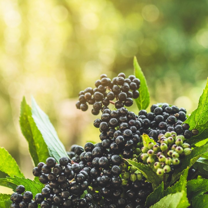 Semillas de Sauco negro (Sambucus nigra)