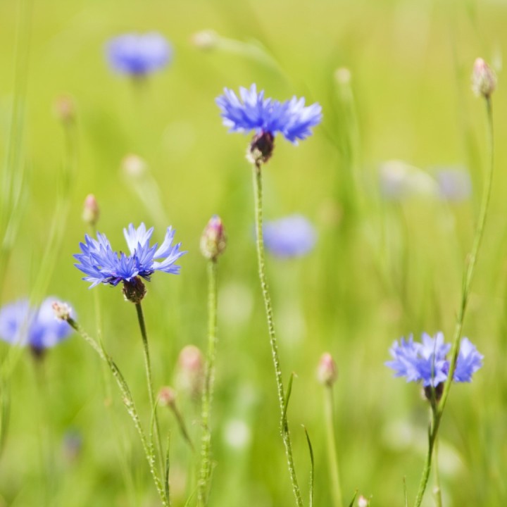 Semillas de Centaurea cyanus (Azulejo o aciano) de flor azul