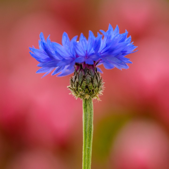 Semillas de Centaurea cyanus (Azulejo o aciano) de flor azul