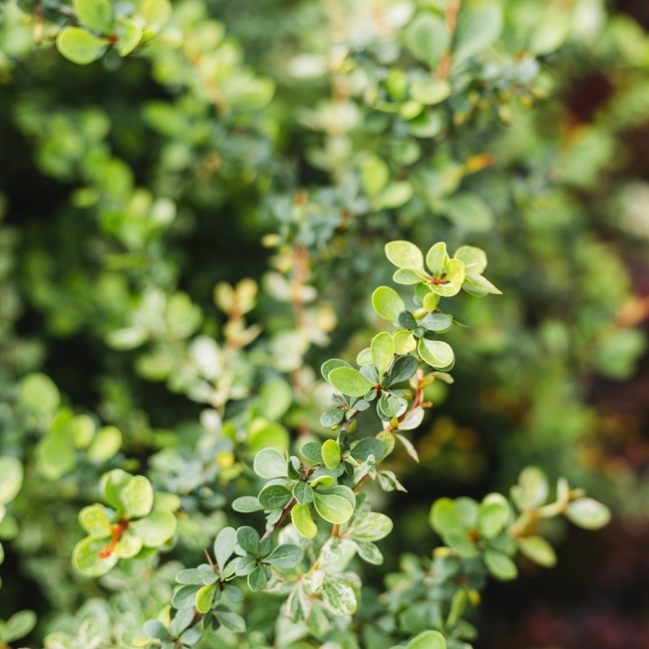 semillas de boj buxus sempervirens comprar semilla online