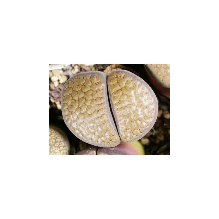 C19 - Lithops hookeri v. subfenestrata "brunneoviolacea"