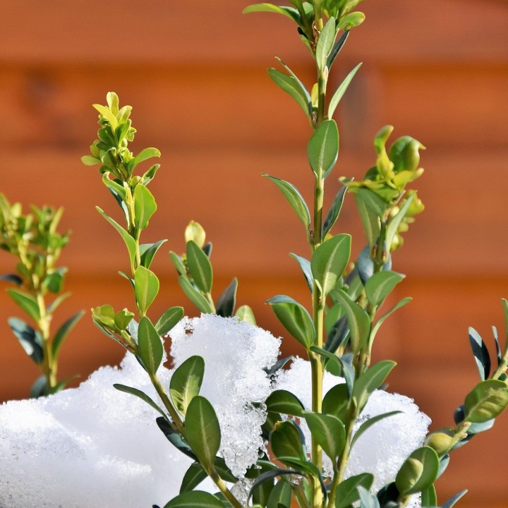 semillas de boj buxus sempervirens comprar semilla online