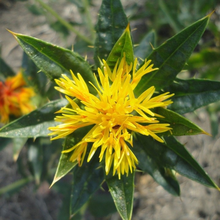 semillas de cartamo carthamus tinctorius colorante tinte naranja flor