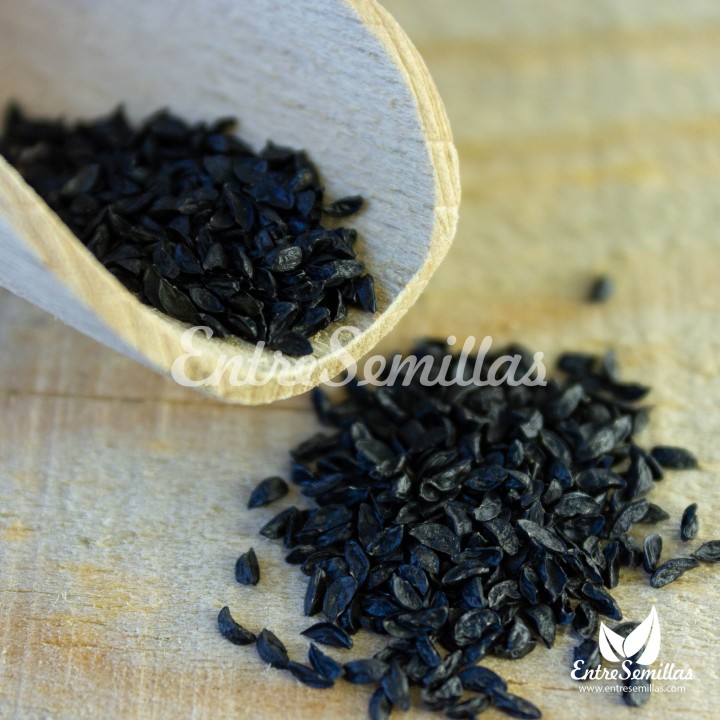 Semillas de Cebollino (Allium schoenoprasum) | Tienda de semillas
