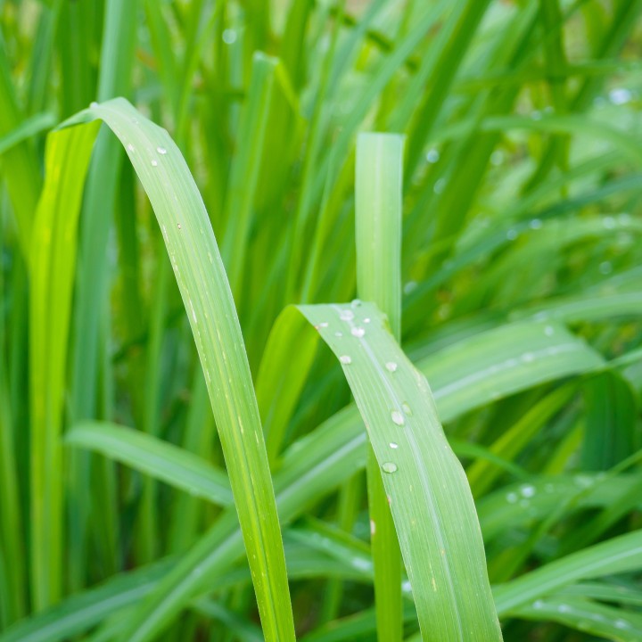 Semillas de Hierba limón (Cymbopogon citratus) la auténtica citronela