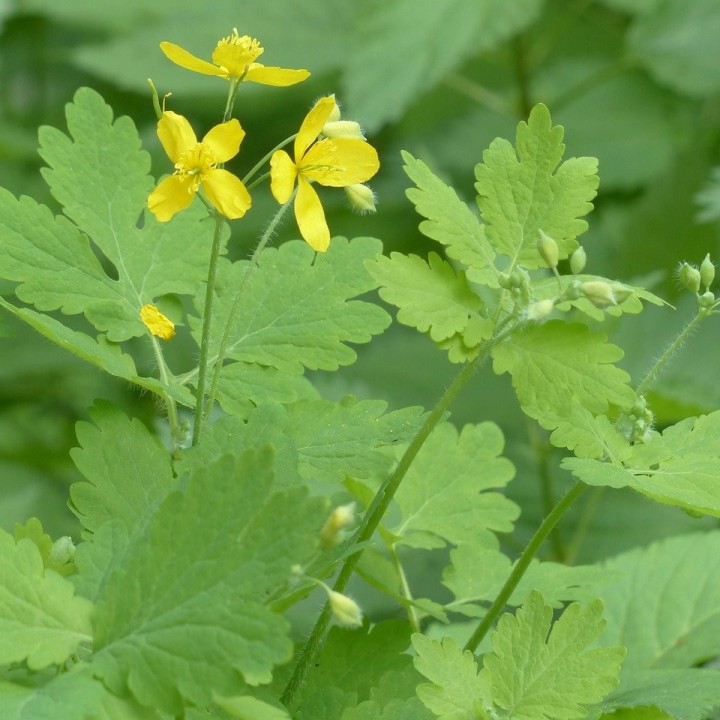Semillas de Celidonia mayor Chelidonium majus planta verruguera comprar