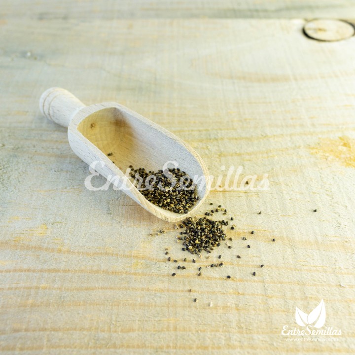 Semillas de Celidonia mayor Chelidonium majus planta verruguera comprar