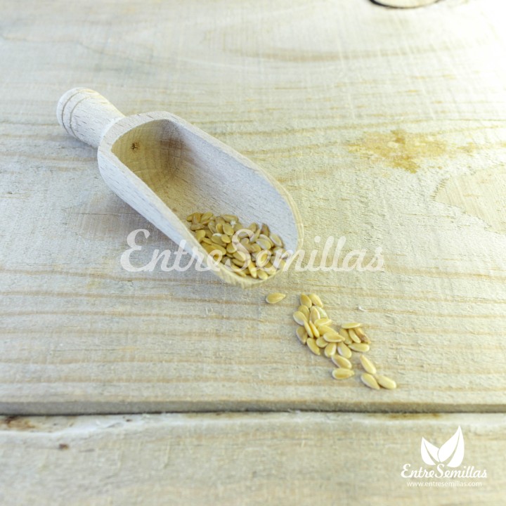 semillas de Linum usitatissimum