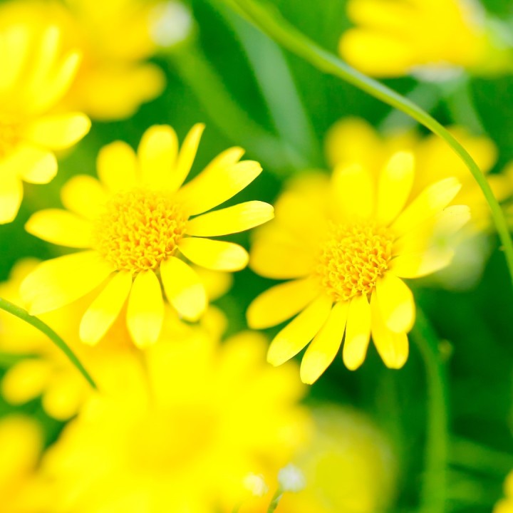 Semillas de Anthemis tinctoria o Cota tinctoria la margarita dorada