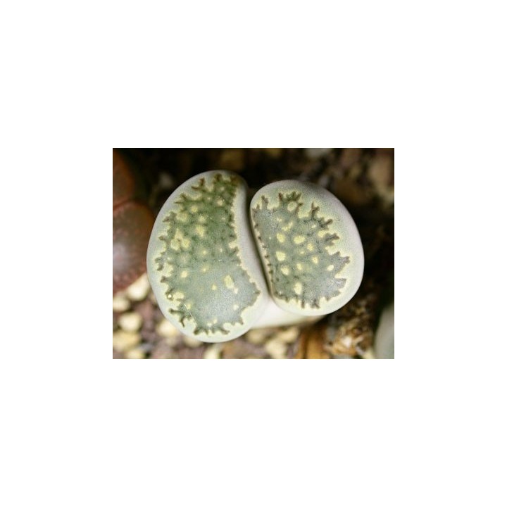 C34 - Lithops salicola