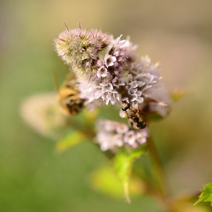 Semillas de Menta piperita, Mentha de chicle, planta mentolada