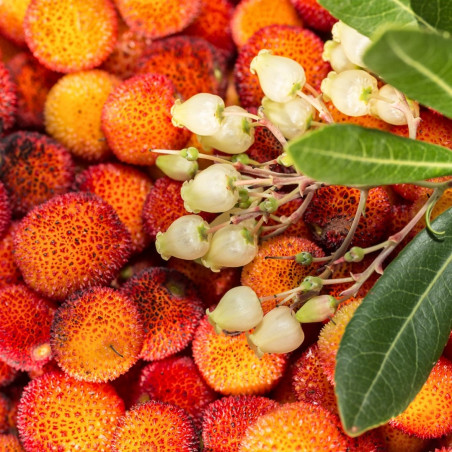 Semillas de Madroño (Arbutus unedo) el arbusto de bayas globosas ...