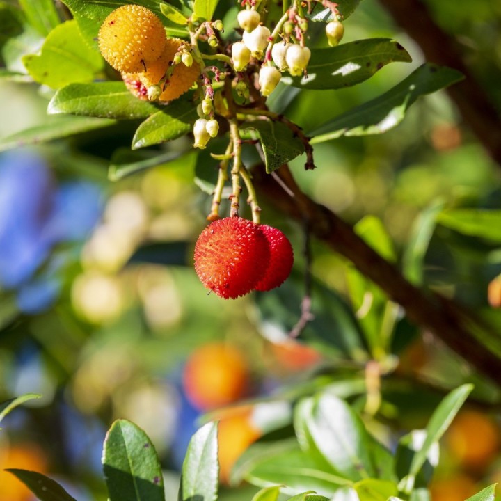 Semillas de Madroño (Arbutus unedo) el arbusto de bayas globosas comestibles