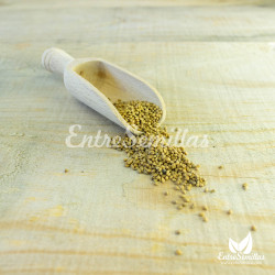 Morera blanca - Sobre 150-200 semillas