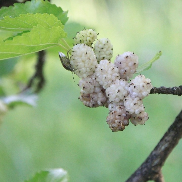 Semillas de morera blanca (Morus alba) árbol de hojas de moral