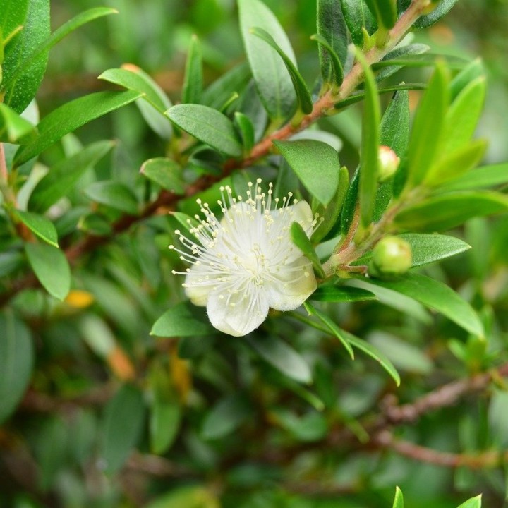 Semillas de Mirto (Myrtus communis) o Arrayán