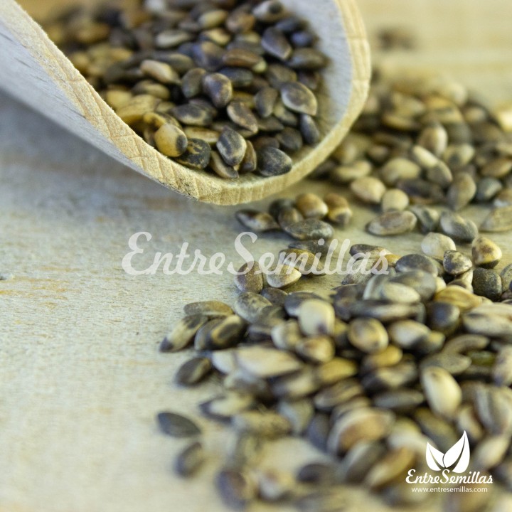 pino silvestre semillas sembrar pino sembrar pinus seed