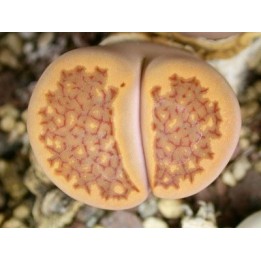 C98 - Lithops hallii v. ochracea