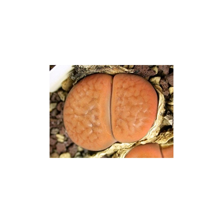 C118 - Lithops hookeri v. hookeri