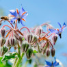 borraja flores azules semillas