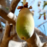 frutos de baobab con semillas