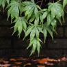 Acer palmatum Japonés - Sobre 20 semillas japanese maple seeds