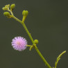 mimosa semillas nometoques sensitiva semillas mimosa pudica
