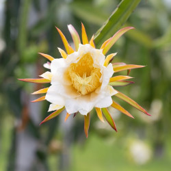 pitahaya flor fruta del dragón dragon fruit flower seeds pitaya semillas fruta