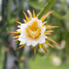 pitahaya flor fruta del dragón dragon fruit flower seeds pitaya semillas fruta