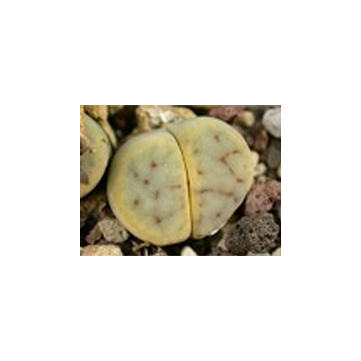 C250 - Lithops schwantesii ssp. schwantesii v. schwantesii