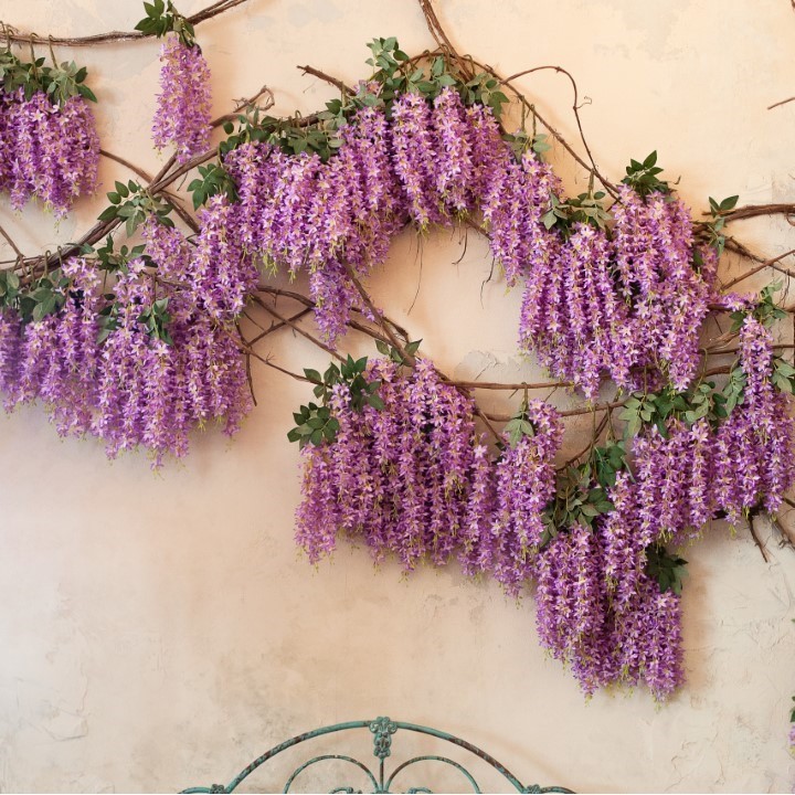 semillas de glicinia wisteria sinensis morada o blanca