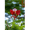 delonix regia semillas arbol flores rojas semillas