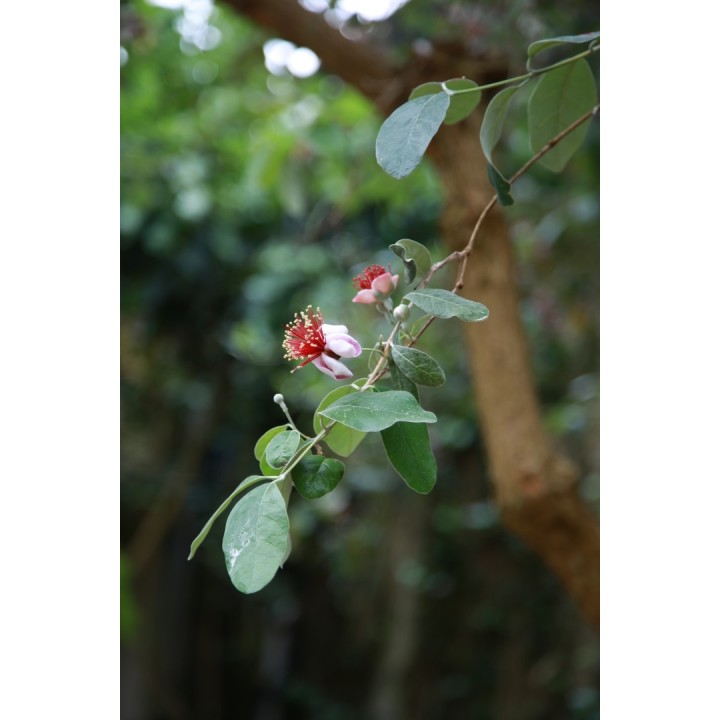 Feijoa (Acca sellowiana) - Semillas | Compra semillas online