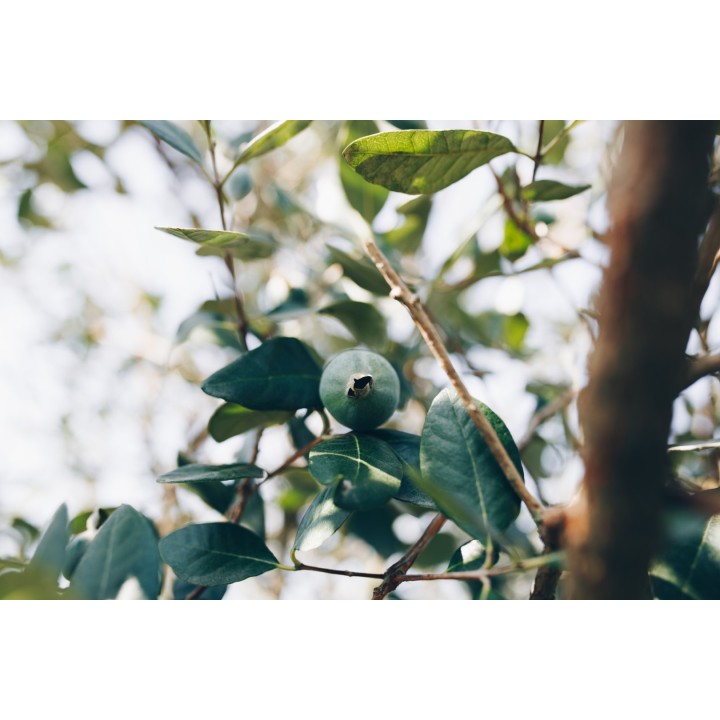 Feijoa (Acca sellowiana) - Semillas | Compra semillas online