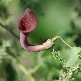 Candilillos (Aristolochia baetica) - Semillas | Compra semillas online