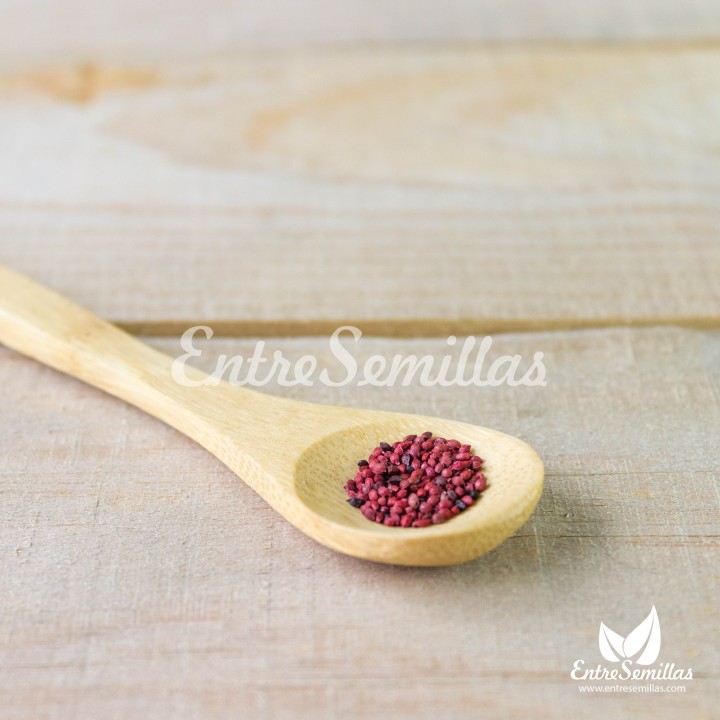 semillas de Vaccinium macrocarpon