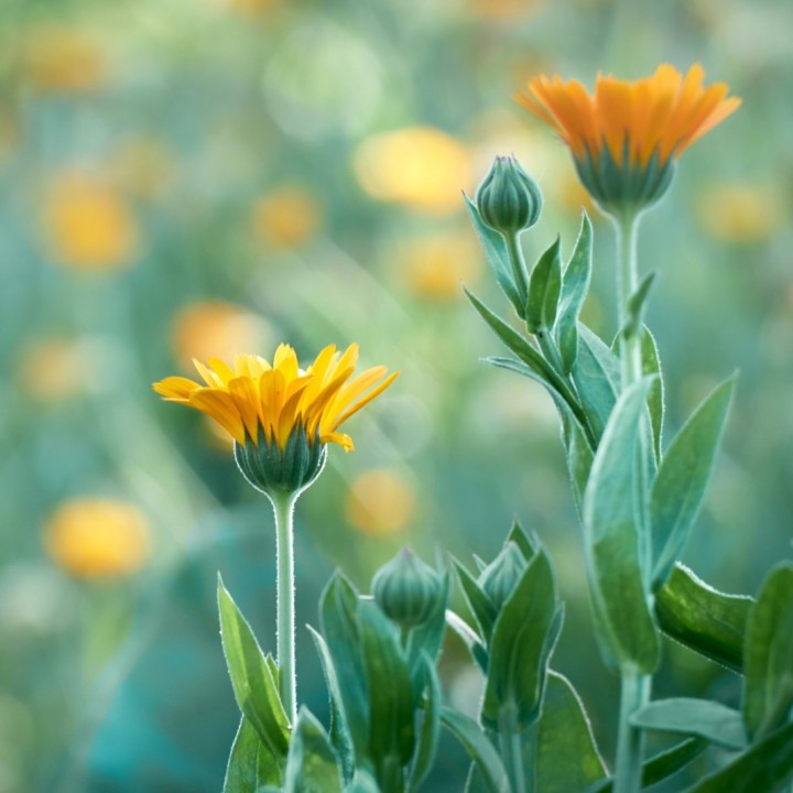 Semillas de Calendula officinalis oficinal flor sembrar comprar precio
