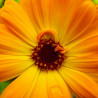 caléndula flor naranaja medicinal semillas calendula