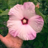 hibiscus moscheutos semillas hibisco rosa